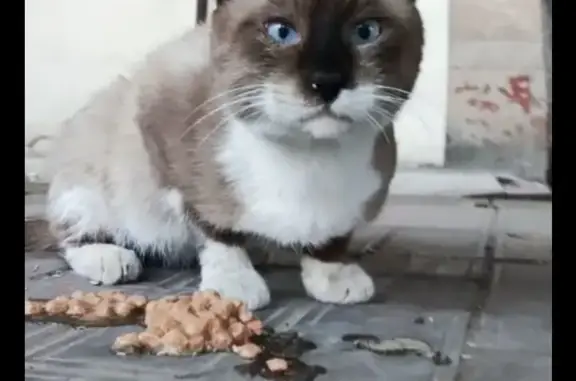 Найден молодой кот сиамской породы на ул.Маркина, ищем хозяина