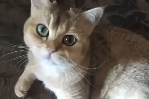 Кошки потеряшки, Москва, фото: Потеряшка кот Патрик в Останкино, Москва