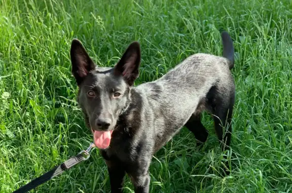 Найдена собака, Санкт-Петербург, фото: Найдена собака, ищем хозяев! Адрес: ул. Маршала Захарова, 29 к2, СПБ