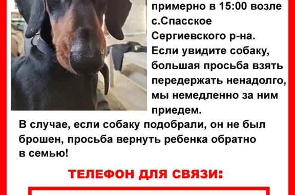 Пропала собака в Белом Ключе, Спасское