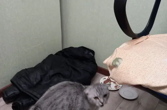 Найдена кошка: вислоухий шотландец, пепельно-серый окрас