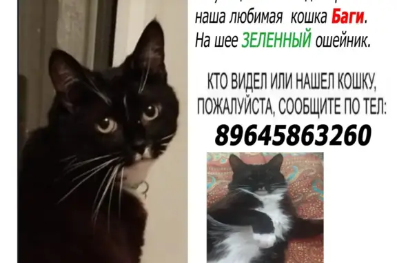 Пропала кошка на Чкаловском шоссе, Щёлково