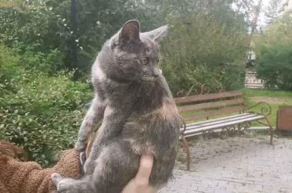 Найдена кошка около дома Амурская, 23, Чита