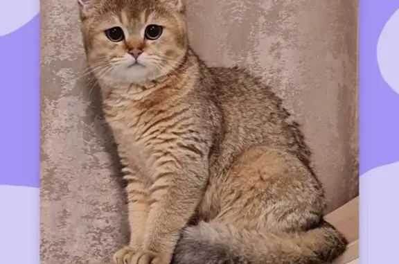 Потерянные животные Дубовая Роща, фото: Пропала кошка Британка на ул. Новая, 2