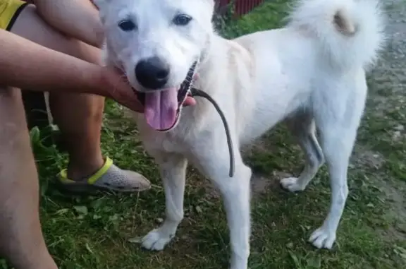 Найдена собака в Заокском районе, ищем пристройство