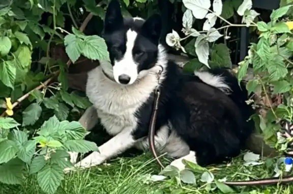 Пропала собака Лайка в Рыльцево, Тверская область