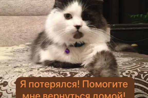 Пропал кот, серо-белый, 12 лет, Преображенская ул., Ставрополь