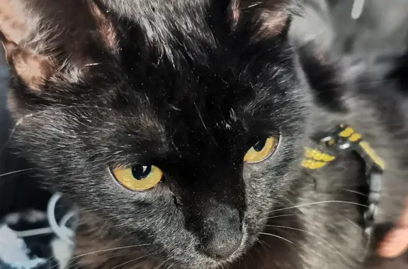 Найдена чёрная кошка на пр. Ленина, 23, Абакан