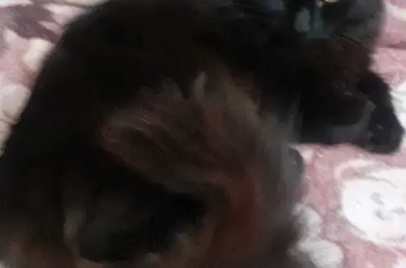 Пропала кошка: Девочка, черная с коричневым оттенком, Планетная ул., 36, Нижний Новгород