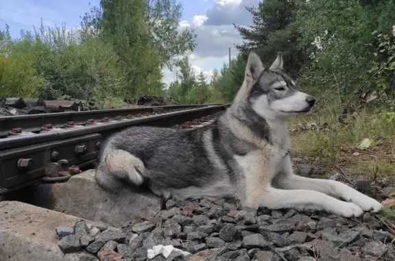 Найдена ухоженная собака Хаски в Колтушском городском поселении