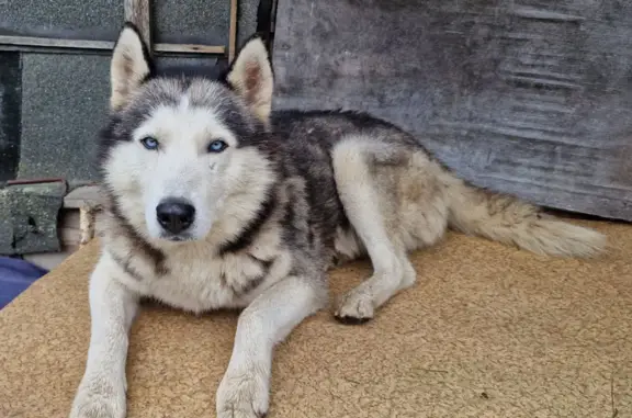 Найдена собака хаски в деревне Ново, Вачского района Нижегородской области