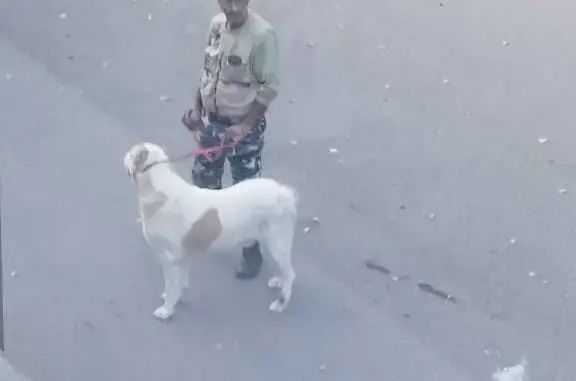 Собака Алабай, белый с пятнами, без ошейника. Рогово, 46Н-08856