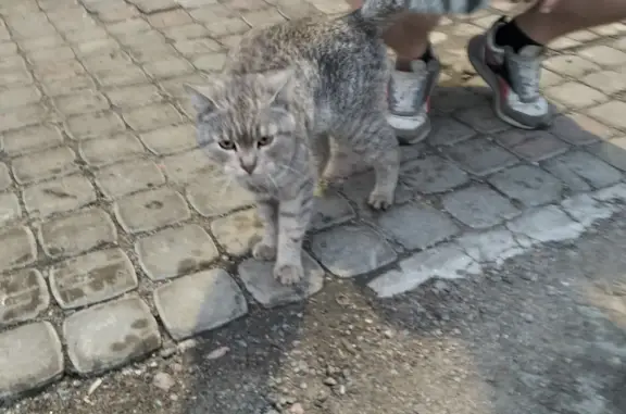 Найдена британская кошка, передержка на 16-й аллее, Санкт-Петербург