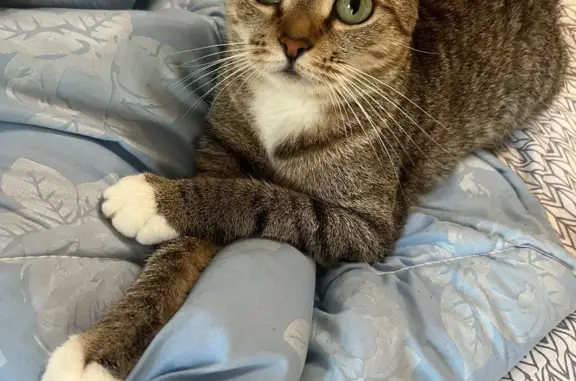 Кошки потеряшки, Москва, фото: Потеряшка кошка Мася, Севастопольский проспект 69