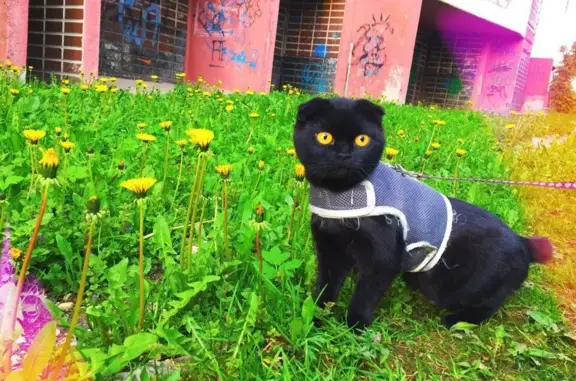 Пропала черная Шотландская вислоухая кошка
