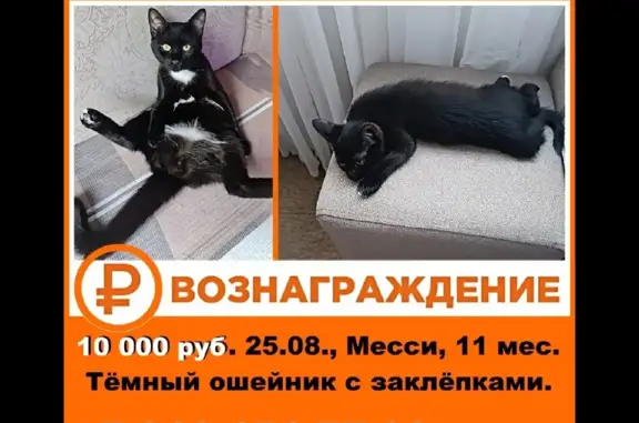 Пропала кошка Котик, Октябрьская ул., 11, Балашиха