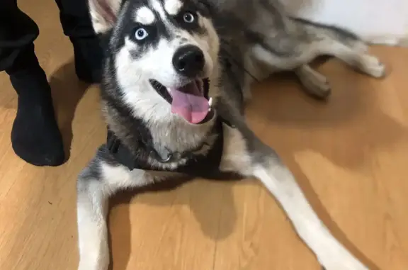 Найденные животные Москва, фото: Найдена хаски на 5 Кожуховской, Москва