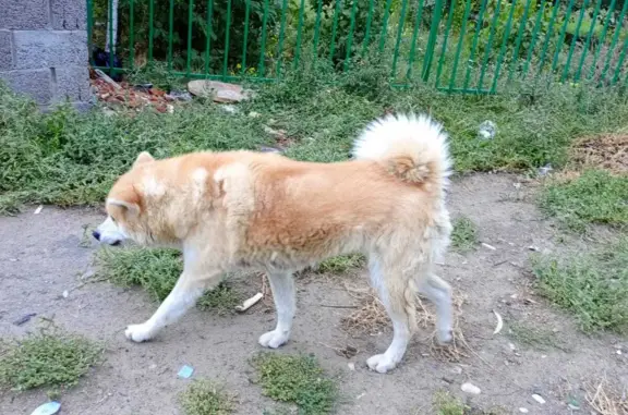 Собака найдена около 19 поликлиники в поселке Залесный, Москва