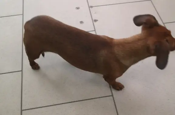 Собака найдена около магазина в Республике Карелия