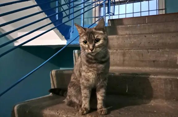 Потеряшка-кошка ищет хозяина в Ангарске, Иркутская область