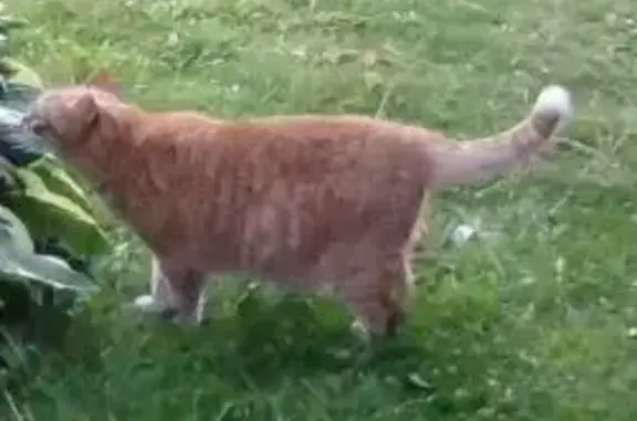 Пропала кошка Кот, 10 лет, рыжий, с пятном под челюстью