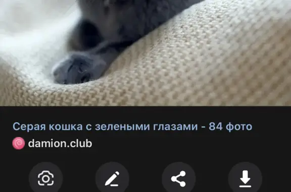 Пропала кошка Муся. Комсомольская 10А, Новоуральск
