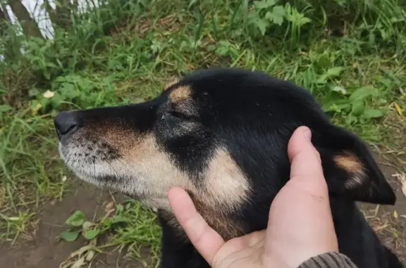 Собака Дворняга найдена в Александровском сельсовете