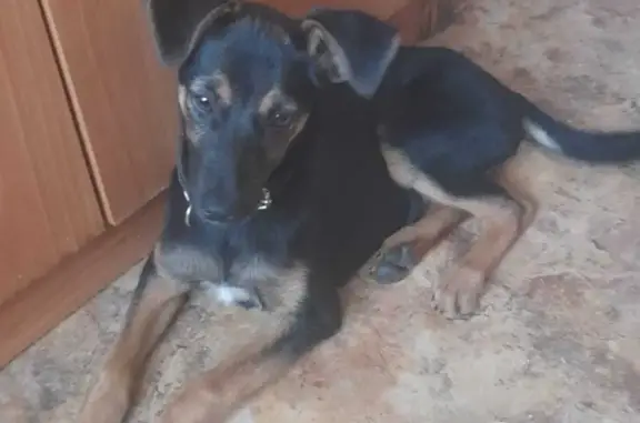 Найдена собака на ул. Калинина, 21, Рубцовск
