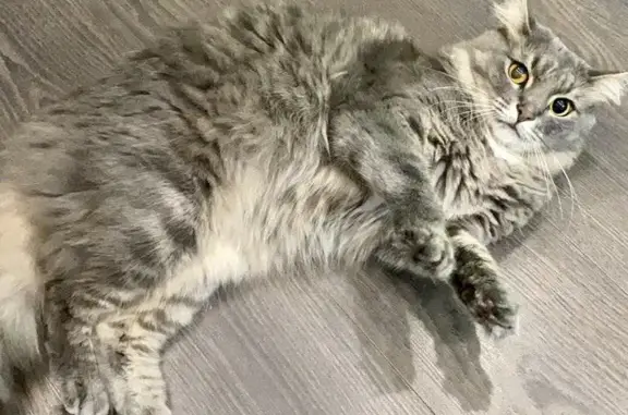 Пропала пушистая кошка на пр. Гагарина, Онега