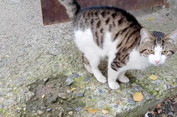 Потерян кот на Красноармейской 94, Йошкар-Ола
