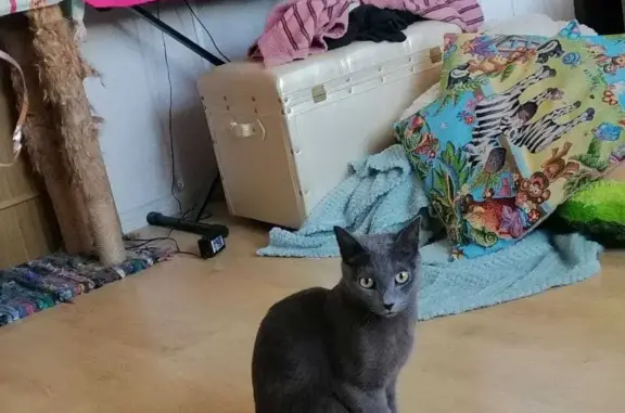 Пропала кошка Кот Джесс, серого цвета, в ОРЕХОВО-ЗУВСКОМ районе