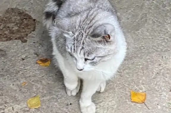 Найдена кошка на пр. Мира, 64, Кострома