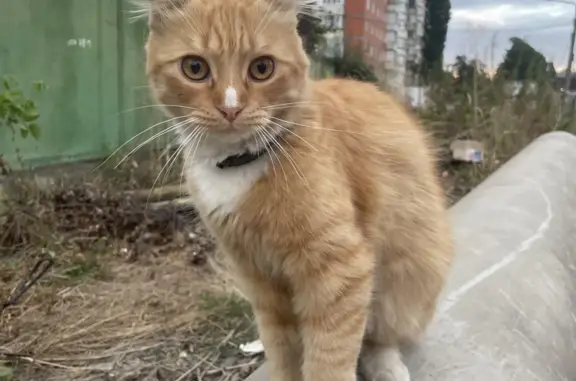 Кошка Рыжий кот, ул. Балахонова, Черкесск