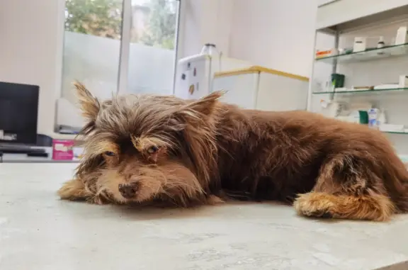 Собака Кобель найдена на эстакаде в Воронеже
