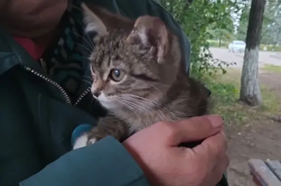 Найдена серая полосатая кошка на ул. Гагарина, Шахунья