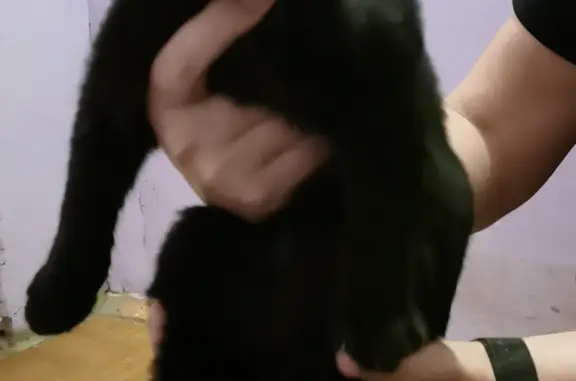 Найдена молодая чёрная кошка на пр. Кирова, 326, Самара