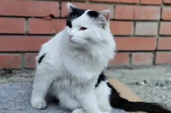 Найден пушистый котик, ул. Блюхера, Казань