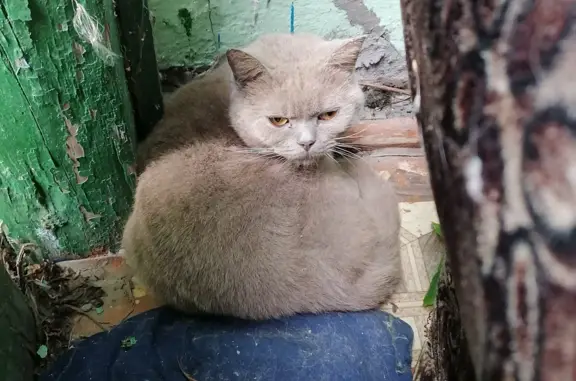 Найдена кошка Котик-шотландской породы, Воскресенск