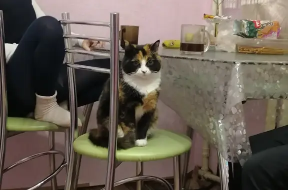 Пропала кошка на Комсомольской, 44, Архангельск