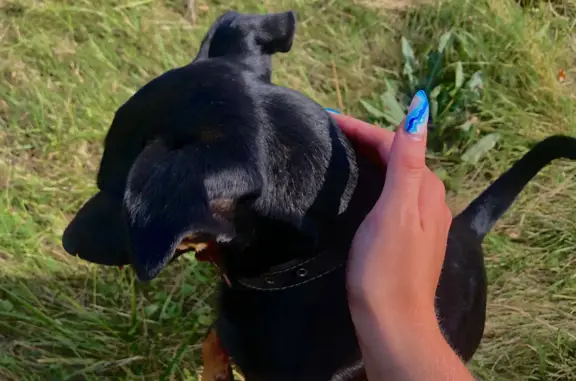 Собаки потеряшки, Таганрог, фото: Потеряшка собака мальчик, похож на таксу, Николаевское шоссе, Таганрог