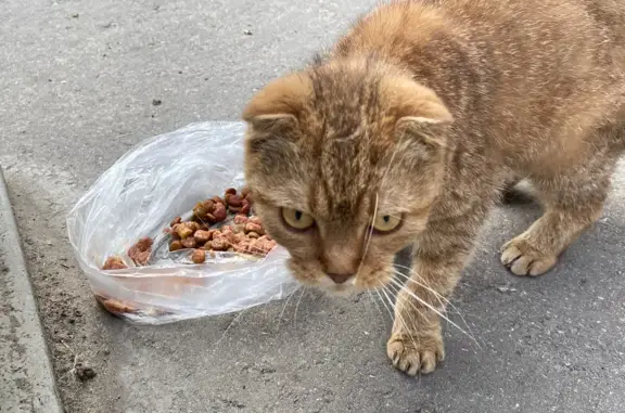 Найдена рыжая шотландская кошка: Октябрьский переулок, 12, Ульяновск