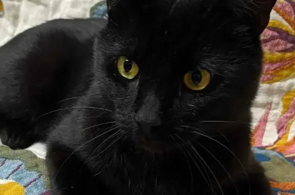 Потерянная черная кошка на передержке