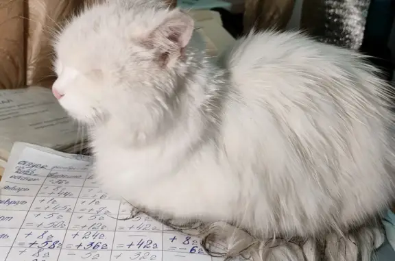 Найден пушистый белый котик в Туле