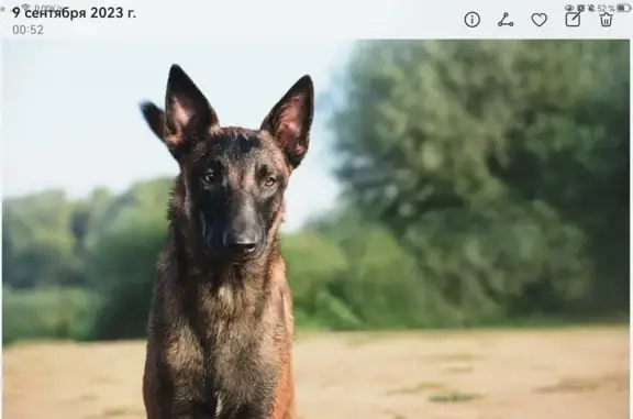 Собаки потеряшки, Нижний Новгород, фото: Потеряшка рыжая собака Малинуа на ул. Мончегорская, 7А, Нижний Новгород