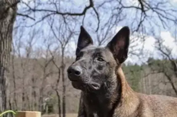 Собаки потеряшки, Нижний Новгород, фото: Потеряшка собака Малинуа на Мончегорской, 12