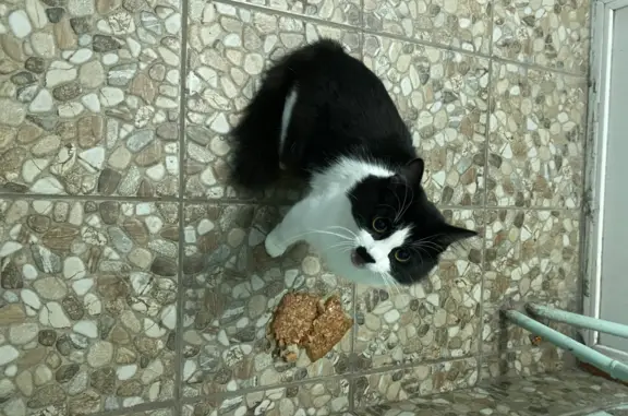 Найдена кошка на Воронежской 40, ищем хозяев