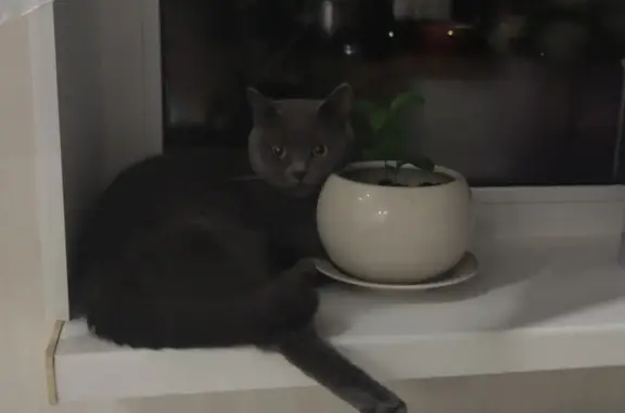 Кошки потеряшки, Омск, фото: Потеряшка кошка Кися, пепельного окраса, Юбилейная ул. 1, Омск