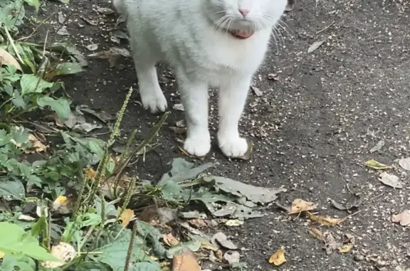 Найдена кошка на ул. Радио, Ленинский район, Нижний Новгород
