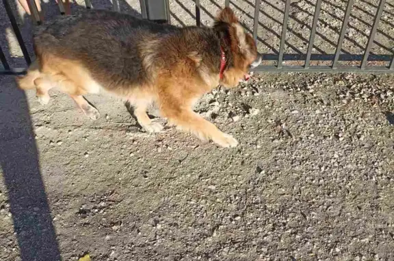 Найдена собака в Ярком Поле, нужно лечение