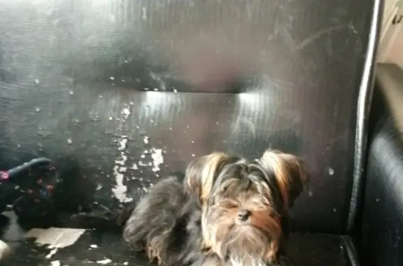 Пропала собака Мальчик, адрес: ул. Мусы Джалиля, 31 к2, Москва